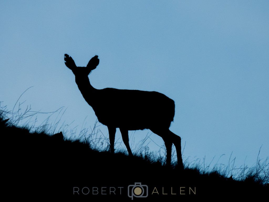 Copyright-Robert-Allen-Photography-DSCN0531